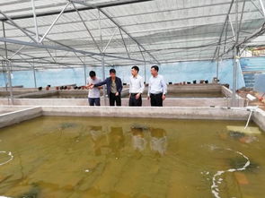 重庆市水产学会组织专家指导同仁村澳洲龙虾繁养