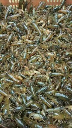 潜江龙虾(图)-稻田龙虾养殖成本-湖北龙虾养殖