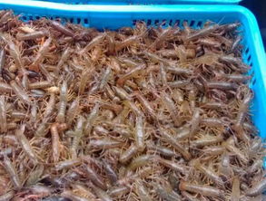 水产养殖龙虾苗大龙虾养殖龙虾苗价格批发
