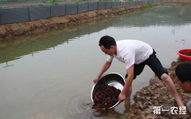 小龙虾养殖技术之虾池清塘方法